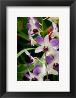 Framed Flowers in National Orchid Garden, Singapore