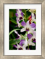 Framed Flowers in National Orchid Garden, Singapore