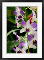 Framed Flowers in National Orchid Garden, Singapore