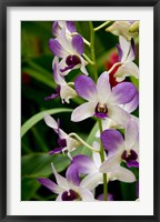 Framed Flowers in National Orchid Garden, Singapore