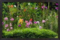 Framed Flower Bed, National Orchid Garden, Singapore