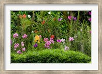 Framed Flower Bed, National Orchid Garden, Singapore