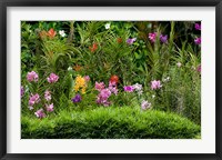 Framed Flower Bed, National Orchid Garden, Singapore