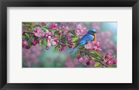 Framed Garden Sapphire - Bluebird