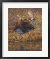 Framed Nested in Teton - Moose
