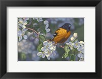 Framed Oriole and Apple Blossoms