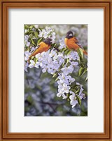 Framed Orioles in the Orchard