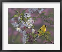 Framed Gold Pink White Goldfinch