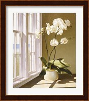 Framed Pot Of Orchids