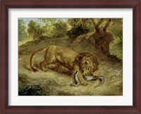 Framed Lion and Cayman, 1855