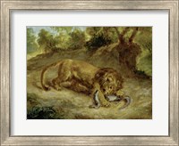 Framed Lion and Cayman, 1855