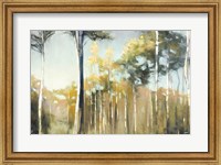 Framed Aspen Reverie