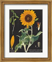 Framed Sunflower Chart
