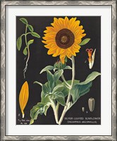 Framed Sunflower Chart