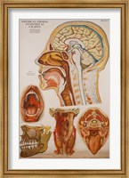 Framed American Frohse Anatomical Wallcharts, Plate 7