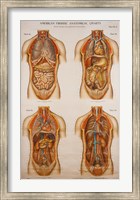 Framed American Frohse Anatomical Wallcharts, Plate 2