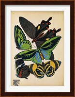 Framed Butterflies Plate 1