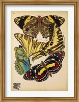 Framed Butterflies Plate 13