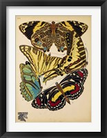 Butterflies Plate 13 Framed Print