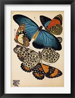 Framed Butterflies Plate 2