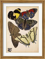 Framed Butterflies Plate 3
