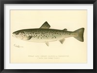 Framed Female Land Locked Salmon