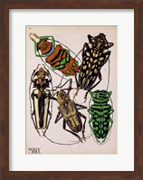 Framed Insects, Plate 14