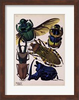 Framed Insects, Plate 7
