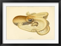 Framed Octopus - Die Cephalopod - 1915 - Plate 75