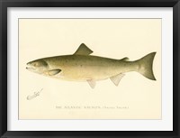 Framed Atlantic Salmon