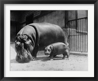 Framed Adult and Baby Hippopotamus