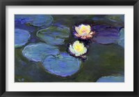 Framed Water Lily Detail Blur