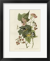 Framed Black And Yellow Warblers