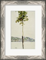 Framed Horse Chestnut Tree, Lake Constance. 1912