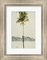 Framed Horse Chestnut Tree, Lake Constance. 1912