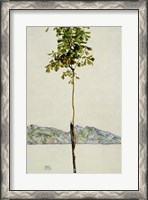 Framed Horse Chestnut Tree, Lake Constance. 1912