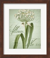 Framed 'Allium I' border=