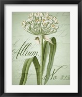 Framed 'Allium I' border=