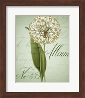 Framed 'Allium II' border=