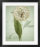 Framed 'Allium II' border=