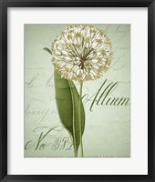 Framed Allium II