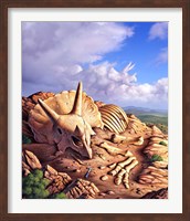 Framed Bones of a Triceratops