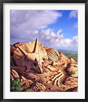 Framed Bones of a Triceratops