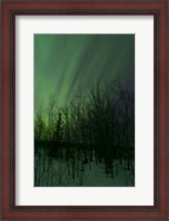 Framed Aurora Borealis over Trees