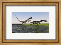 Framed Group of Coelophysis Dinosaurs