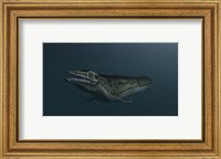 Framed Mosasaur Swimming