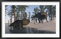 Udanoceratops and Shuangmiaosaurus Framed Print