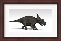 Framed Achelousaurus dinosaur