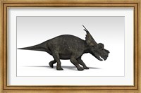Framed Achelousaurus dinosaur