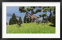 Framed Ceratosaurus Chasing Gigantoraptors